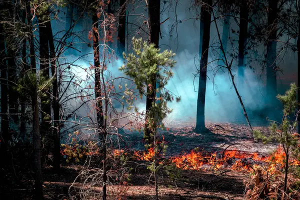 stock image In February 2023 in the Biobo region. Chile suffered hundreds of fires in the southern part of the country, thousands of hectares were burned. Most were intentional. The smoke traveled thousands of kilometers reaching Santiago de Chile