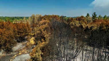 Hava aracı görüntüsü, katı bir zıtlık yakıyor: el değmemiş yeşil orman, Biobio, Şili 'nin arka planında tek başına yanmış bir ağaç..