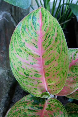 Kırmızı desenli yeşil aglaonema. Aglaonema bigroy 'un kırmızı sarı yaprağı. mükemmel aglonema bigroy motasion kırmızı çeşitli desenleri olan güzel bir süs bitkisidir..