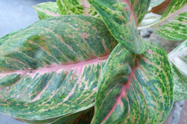 Kırmızı desenli yeşil aglaonema. Aglaonema bigroy 'un kırmızı sarı yaprağı. mükemmel aglonema bigroy motasion kırmızı çeşitli desenleri olan güzel bir süs bitkisidir..