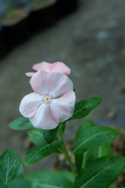 Vinca çiçek yaprakları. Apocynaceae familyasından Vinca familyasından bir bitki türü. Ayrıntılı beyaz ve pembe çiçek arkaplanı.