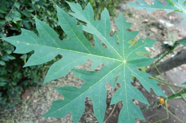 Yüksek çözünürlüklü taze yeşil papaya yaprağı dokusu. Canlı Renklerle Yakın plan Detaylı Makro Çekim. Taze Yeşil Papaya Yaprak Arkaplanının Fotoğrafları