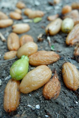 Yerde çürümüş averrhoa bilimbi meyveleri var. Plantae, Oxalidaceae, Averrhoa, Oxalidales. Birçok bilimbi meyvesi yere düştü. Bilibi meyve ekiminin başarısızlığı.