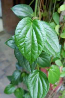 Bahçede bol miktarda yeşil betel yaprağı var. Canlı Yeşil Betel Yaprağı. Yeşilliğin Ortasında Yeşil Betel Yaprağı Gösteren Bir Botanik Mucizesi