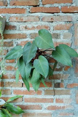 Ornamental plants placed on exposed red brick walls. Philodendron hederaceum Potted Heartleaf. Stunning Green Foliage on Red Brick Wall Decor clipart