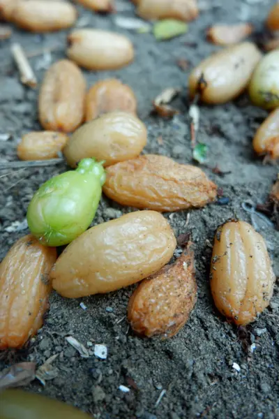 stock image Rotten averrhoa bilimbi fruits on ground. Plantae, Oxalidaceae, Averrhoa, Oxalidales. Many bilimbi fruit fell to the ground. Failure of bilimbi fruit cultivation.