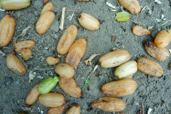 stock image Rotten averrhoa bilimbi fruits on ground. Plantae, Oxalidaceae, Averrhoa, Oxalidales. Many bilimbi fruit fell to the ground. Failure of bilimbi fruit cultivation.