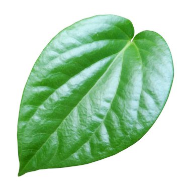 Beyaz arka planda yeşil betel izinlerinde bol miktarda büyüme var. Canlı Yeşil Betel Yaprağı. Betel yaprakları terapi için doğal bir bitkisel malzemedir ve sağlık için iyidir.