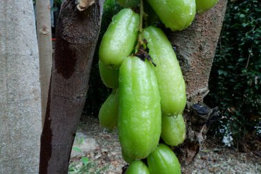 Averrhoa bilimbi, Oxalidaceae familyasından Averrhoa cinsinden meyve taşıyan bir ağaçtır. Çiftlikteki ağaçta duran Averrhoa bilimbi meyvelerini kapatın..