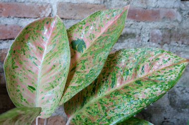 Kırmızı desenli yeşil aglaonema. Aglaonema bigroy 'un kırmızı sarı yaprağı. mükemmel aglonema bigroy motasion kırmızı çeşitli desenleri olan güzel bir süs bitkisidir..