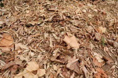Yazın veya sonbaharda kurumuş yapraklar ayrıntılı olarak incelenir. Yere düşen kuru yaprakların yüksek kaliteli fotoğrafı..