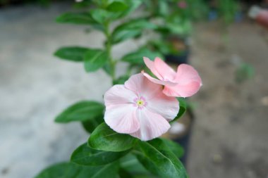 Vinca çiçek yaprakları. Apocynaceae familyasından Vinca familyasından bir bitki türü. Ayrıntılı beyaz ve pembe çiçek arkaplanı.