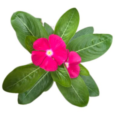 Vinca çiçek yaprakları. Apocynaceae familyasından Vinca familyasından bir bitki türü. Ayrıntılı pembe veya mor çiçek arkaplanı.