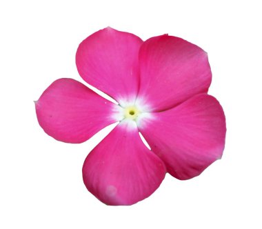 Beautifully blooming pink petal flower, isolated on white background. Cayenne Jasmine, Periwinkle, Catharanthus rosea, Madagascar Periwinkle, Vinca (catharanthus) cora, Apocynaceae clipart