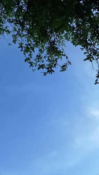 Akçaağaç yapraklı yemyeşil ağaçların alçak açılı görüntüsü ve açık mavi gökyüzü, arka planda kabarık bulutlar. Doğa Manzarası Açık Hava, Mevsimlik ve Çevresel Temalar İçin Mükemmel
