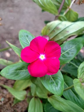 Pembe yapraklı çiçekler yeşil yapraklarla çevrili güzel ve güzel bir şekilde çiçek açarlar. Cayenne Jasmine, Periwinkle, Catharanthus rosea, Madagaskar Periwinkle, Vinca (kataranthus) cora, Apocynaceae