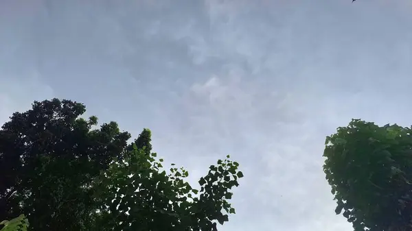 Akçaağaç yapraklı yemyeşil ağaçların alçak açılı görüntüsü ve açık mavi gökyüzü, arka planda kabarık bulutlar. Doğa Manzarası Açık Hava, Mevsimlik ve Çevresel Temalar İçin Mükemmel