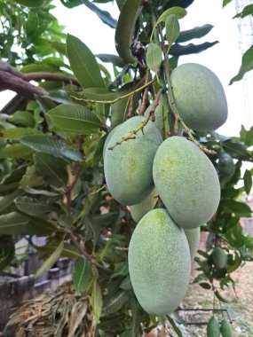 Tropikal Meyve Bahçesi 'nde Ağaç Dalında Yeşil Mango Kümesi, Doğal Orman' da Taze ve Organik Meyveler, Sembolize Mango Çiftliği, Tarım ve Organik Tarım