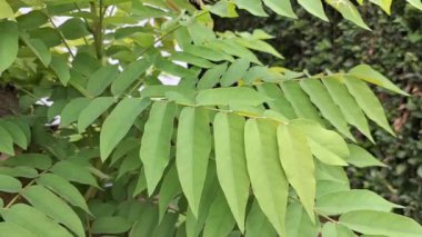 Starfruit Tree 'nin Yüksek Çözünürlüklü Görüntüsü Doğa ve Sinema Projeleri İçin Mükemmel Rüzgarla Hareket Ediyor