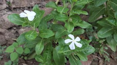 Blooming White Cayenne Jasmine (Catharanthus Rosea) Sunset 'te hafif meltemde sallanırken HD Kalitesinde Bulanık Arkaplan Yumuşak Arkaplan Güzel Bir Ev Bahçesinde Yakalandı