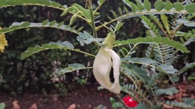 Beyaz Turi Çiçeği (Sesbania Grandiflora) Yağmurdan Sonra Esintide Sallanıyor, HD Manzarası Görünümünde Yumuşak Bulanık Arkaplanlı Yapraklara Dew Damlalarını Vurguluyor