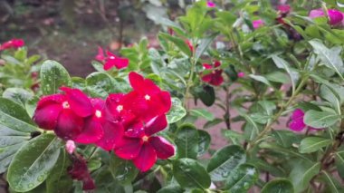 Pembe yapraklı çiçekler yeşil yapraklarla çevrili güzel ve güzel bir şekilde çiçek açarlar. Cayenne Jasmine, Periwinkle, Catharanthus rosea, Madagaskar Periwinkle, Vinca (kataranthus) cora, Apocynaceae