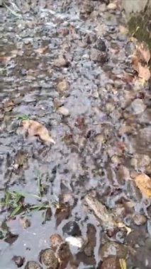 Serene deresindeki küçük kayaların üzerinden akan kristal berrak suyun yakın görüntüsü, HD Kalite Dinlenme ve Çevre Projeleri 'nde Doğanın Saflığını ve Hareketini Yakalıyor