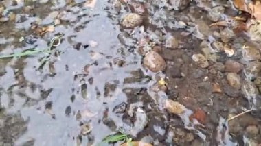 Temiz Nehir Akışı 'nın Yüksek Kalite Dinlenme ve Doğa Projeleri İçerdiği Küçük Kayalık Akımlı Güzel Doğal Arazi Akımı ile Kristal Temiz Su
