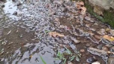 Temiz Nehir Akışı 'nın Yüksek Kalite Dinlenme ve Doğa Projeleri İçerdiği Küçük Kayalık Akımlı Güzel Doğal Arazi Akımı ile Kristal Temiz Su