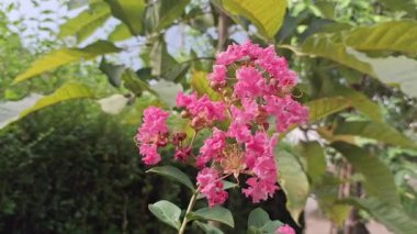 Güzel Lagerstroemia Çiçekleri Yağmurlu Bir Öğleden Sonra Hafifçe Rüzgarda Sallanıyor, Yağmur Damlalarını Gösteriyor ve Yüksek Kaliteli Doğal Rahatlama ve Doğa Projeleri