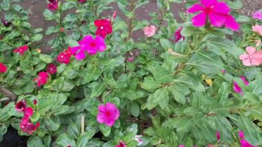 Pembe yapraklı çiçekler yeşil yapraklarla çevrili güzel ve güzel bir şekilde çiçek açarlar. Cayenne Jasmine, Periwinkle, Catharanthus rosea, Madagaskar Periwinkle, Vinca (kataranthus) cora, Apocynaceae