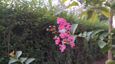 Güzel Lagerstroemia Çiçekleri Yağmurlu Bir Öğleden Sonra Hafifçe Rüzgarda Sallanıyor, Yağmur Damlalarını Gösteriyor ve Yüksek Kaliteli Doğal Rahatlama ve Doğa Projeleri