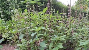 Kokulu Yeşil Yapraklar ve Küçük Çiçeklerle Taze Ocimum africanum (Kemangi) Bitkisi. Aromatik Yenilebilir Yemek Fesleğeni, Güneydoğu Asya mutfağında popüler. Geleneksel Tabaklar