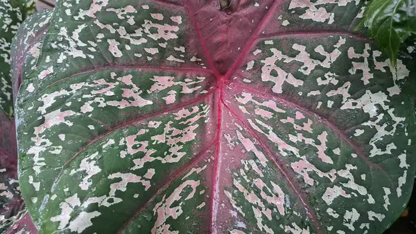 Caladium Çift Renkli Yaprağının Yakın Çekimi Eşsiz Dot Desenli, Ev Bahçesi Dekoratif Yaprakları, Peyzaj, Doğa Temalı Resimler ve Botanik Sanatı Fotoğrafları.