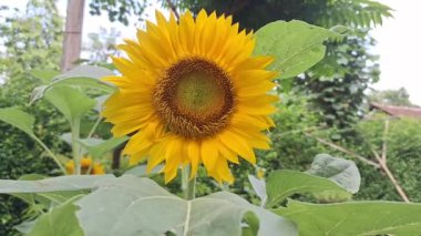 (Helianthus Annuus) Taze bir sabahta rüzgarda sallanan ayçiçeği yapraklarının ayrıntıları. Parlak turuncu sarı renk. 