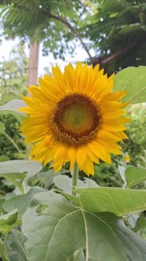 (Helianthus Annuus) Taze bir sabahta rüzgarda sallanan ayçiçeği yapraklarının ayrıntıları. Parlak turuncu sarı renk. 