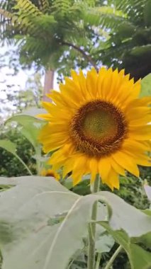 (Helianthus Annuus) Taze bir sabahta rüzgarda sallanan ayçiçeği yapraklarının ayrıntıları. Parlak turuncu sarı renk. 
