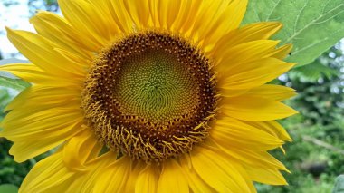 Helianthus Annuus Ayçiçeği Arkaplanı, Yüksek Kaliteli Sarı Yapraklar Yakın plan, Doğadan Esinlenen Tasarım, Sanatsal Tasarım ve Çiçek Sanatı Projeleri İçin Mükemmel