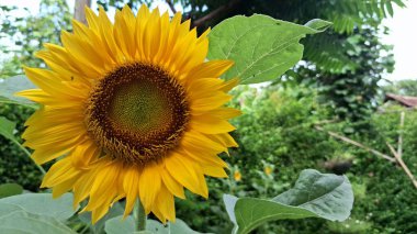 Yüksek Kaliteli Sarı Ayçiçeği Arkaplanı, Helianthus 'un Ayrıntılı Yaprakları Grafik Tasarım, Doğa Sanatı ve Çiçek Temalı Yaratıcı Projeler için Annuus