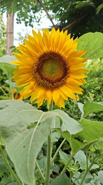 Canlı Sarı Ayçiçeği Arkaplanı, Yüksek Detaylı Kapalı Yapraklar, Helianthus Annuus, Doğa Sanatı İçin Mükemmel, Çiçek Dekorasyonu ve Grafik Tasarım Projeleri