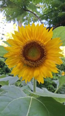 (Helianthus Annuus) Taze bir sabahta rüzgarda sallanan ayçiçeği yapraklarının ayrıntıları. Parlak turuncu sarı renk. 