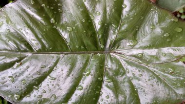 Alocasia Serendipity Leaf with Morning Dew After Rain, ideal olarak Doğa Arkaplan, Duvar Kağıdı veya Yüksek Kaliteli Arkaplan