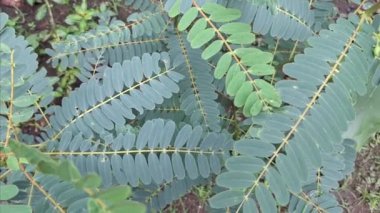 Taze Yeşil Yapraklar Sabah Çiyi 'nde Sallanıyor. HD Doğa Görüntüleri. Canlı Islak Yapraklar. Büyük Doğa Temaları Yüksek Kalite Şablonu, Eko Tasarımlar ve Sakin Sabah Sahneleri