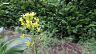 Taze Yeşil Yapraklar ve Sarı Çiçekler Sabah Çiyi ile Sallanıyor (124); HD Doğa Görüntüsü (124; Canlı Islak Yapraklar (124); Eko ve Çiçek Teması İçin Yüksek Kaliteli Şablon