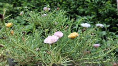 Çiçek açan Portekiz 'in Yakın Çekimi Çiğ Damlaları, Sabah Rüzgarında Nazikçe Hareket eden Büyük Çiçekler, Yüksek Kaliteli Sanat ve Gevşeme İçin Doğa Görüntüleri