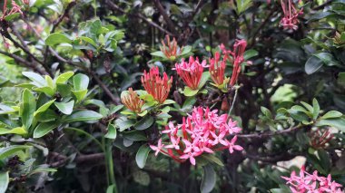 Çin Hibiscus Ixora Chinensis Çalı Tam Çiçek, Doğa için Mükemmel Arka plan, Duvar kağıtları, ya da Çiçek Temalı