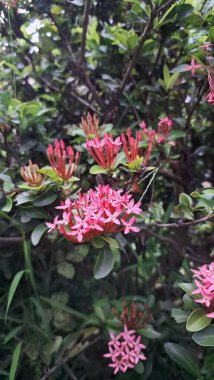 Pembe Ixora Chinensis Çiçek Çalı Doğal Arka plan, Doğa Duvar Kağıdı İçin Mükemmel Dekoratif Çiçek Teması