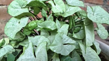 Yüksek çözünürlüklü fotoğraflı sengonyum saksı bitkisi, duvar kağıtları, arkaplan ve doğal dekoratif desenler için ideal.