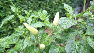Tarım ve Tarım Projeleri İçin Rain Rawit Chili Tarımında Yeşillik Bitkisinin Yeşillik Sahnesinde Yüksek Kaliteli Fotoğrafı