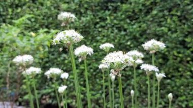Güzel Beyaz Çiçek Yaprakları Rüzgarda Sallanıyor Yüksek Kaliteli Allium Tuberosum 'un Sabah Videosu Küçük Kümeli Beyaz Çiçeklerle, Doğa ve Çiçek Arkaplanı İçin Mükemmel.